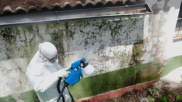 Trusted Attic Mold Removal service in Gainesville, TX - Cheap Mold Removal